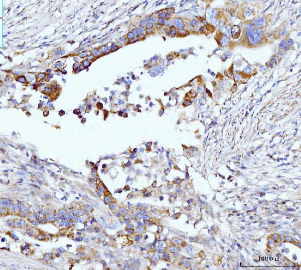 2 - Anti-Glutaminase/GLS Antibody Picoband™ (monoclonal, 3G13) ABO15106