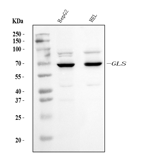 1 - Anti-Glutaminase/GLS Antibody Picoband™ (monoclonal, 3G13) ABO15106