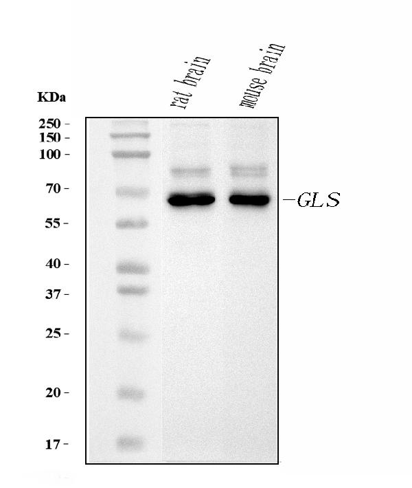1 - Anti-Glutaminase/GLS Antibody Picoband™ (monoclonal, 3G13) ABO15106