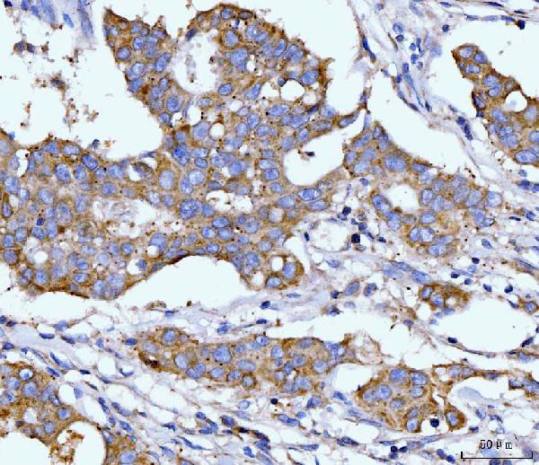 2 - Anti-DHODH Antibody Picoband™ (monoclonal, 2G7) ABO15107