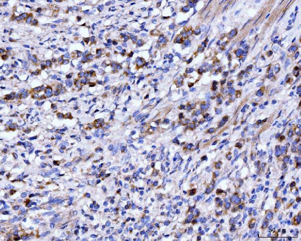 2 - Anti-DHODH Antibody Picoband™ (monoclonal, 2G7) ABO15107
