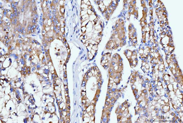 2 - Anti-DHODH Antibody Picoband™ (monoclonal, 2G7) ABO15107