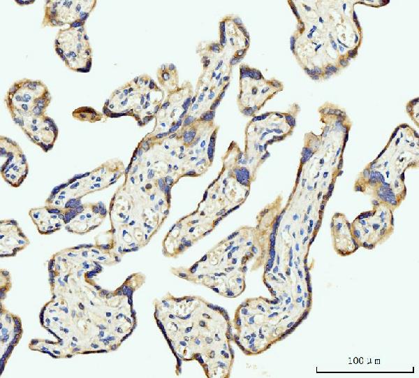 2 - Anti-DHODH Antibody Picoband™ (monoclonal, 2G7) ABO15107