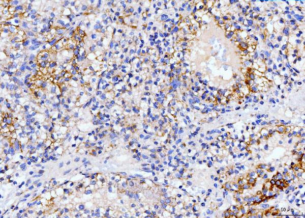2 - Anti-DHODH Antibody Picoband™ (monoclonal, 2G7) ABO15107