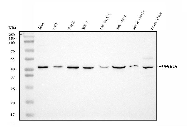 1 - Anti-DHODH Antibody Picoband™ (monoclonal, 2G7) ABO15107