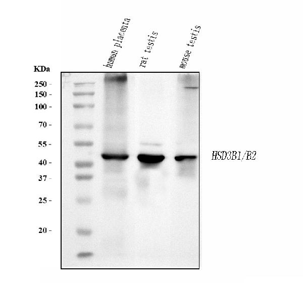 1 - Anti-HSD3B1 Antibody Picoband™ (monoclonal, 3F3C/7F9C8) ABO15108