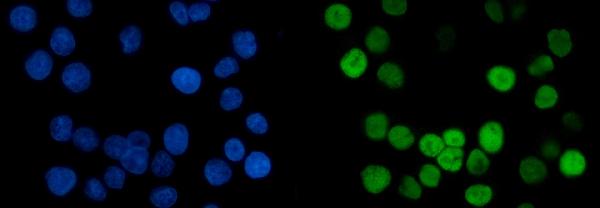 3 - Anti-MCM6 Antibody Picoband™ (monoclonal, 3I4C8) ABO15109