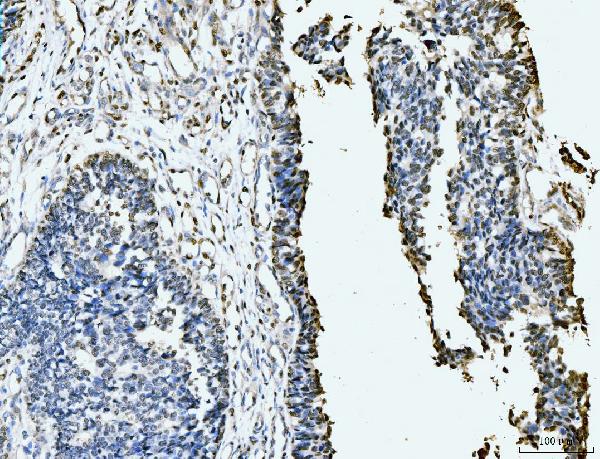 2 - Anti-MCM6 Antibody Picoband™ (monoclonal, 3I4C8) ABO15109