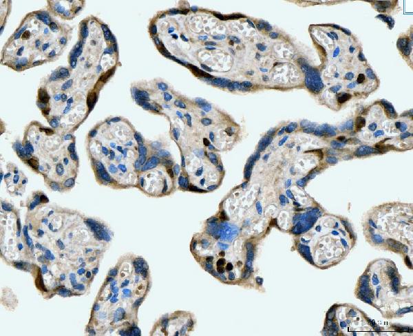 2 - Anti-MCM6 Antibody Picoband™ (monoclonal, 3I4C8) ABO15109