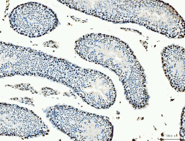 2 - Anti-MCM6 Antibody Picoband™ (monoclonal, 3I4C8) ABO15109