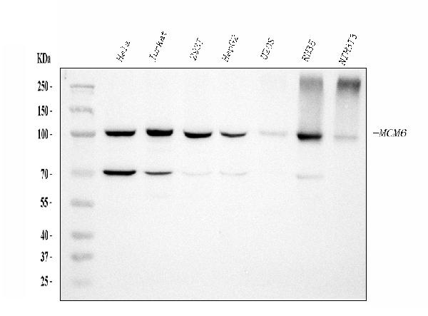 1 - Anti-MCM6 Antibody Picoband™ (monoclonal, 3I4C8) ABO15109