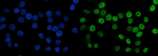 3 - Anti-MCM6 Antibody Picoband™ (monoclonal, 3F13C4) ABO15110