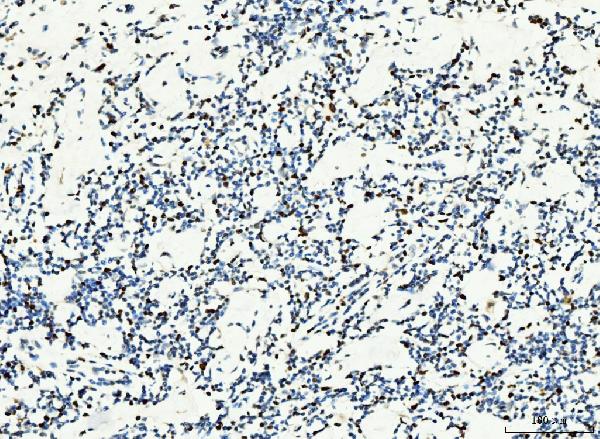 2 - Anti-MCM6 Antibody Picoband™ (monoclonal, 3F13C4) ABO15110