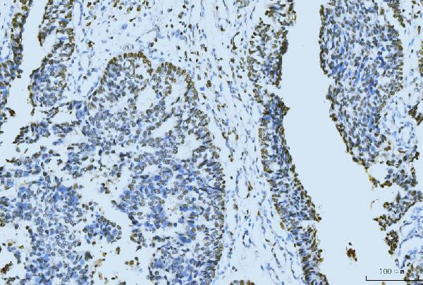 2 - Anti-MCM6 Antibody Picoband™ (monoclonal, 3F13C4) ABO15110