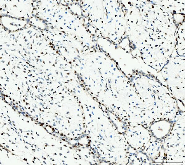 2 - Anti-MCM6 Antibody Picoband™ (monoclonal, 3F13C4) ABO15110