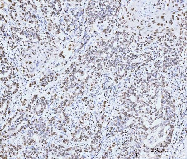 2 - Anti-MCM6 Antibody Picoband™ (monoclonal, 3F13C4) ABO15110