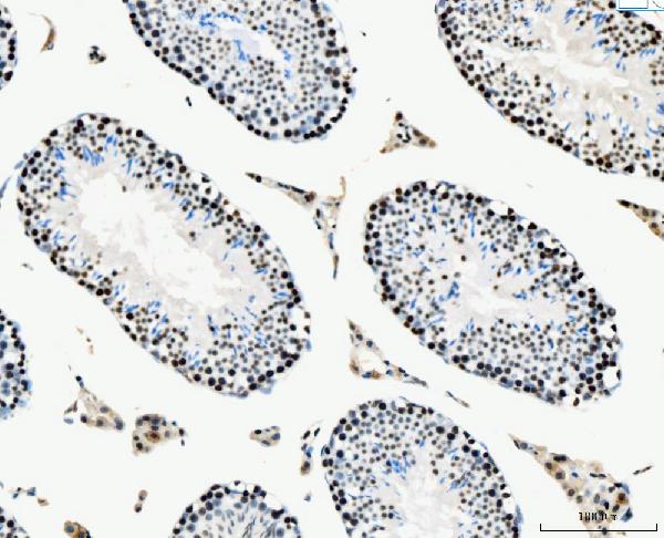2 - Anti-MCM6 Antibody Picoband™ (monoclonal, 3F13C4) ABO15110