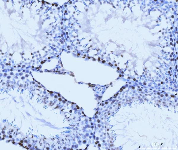 2 - Anti-MCM6 Antibody Picoband™ (monoclonal, 3F13C4) ABO15110