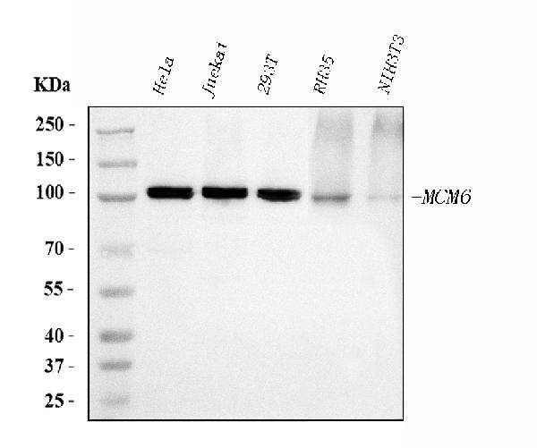1 - Anti-MCM6 Antibody Picoband™ (monoclonal, 3F13C4) ABO15110