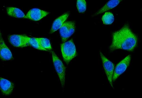 3 - Anti-SND1 Antibody Picoband™ (monoclonal, 5F5E9) ABO15112
