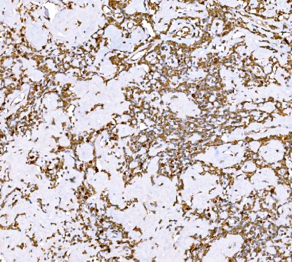 2 - Anti-SND1 Antibody Picoband™ (monoclonal, 5F5E9) ABO15112