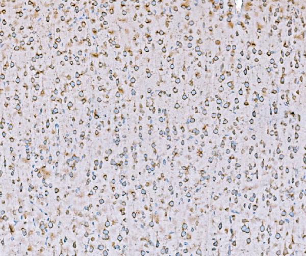 2 - Anti-SND1 Antibody Picoband™ (monoclonal, 5F5E9) ABO15112