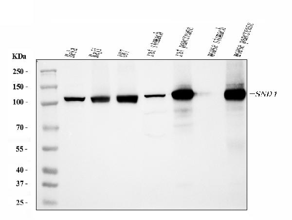 1 - Anti-SND1 Antibody Picoband™ (monoclonal, 5F5E9) ABO15112