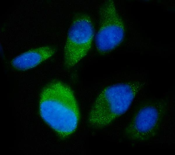 3 - Anti-SND1 Antibody Picoband™ (monoclonal, 6G3B4) ABO15113