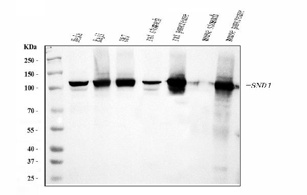1 - Anti-SND1 Antibody Picoband™ (monoclonal, 6G3B4) ABO15113