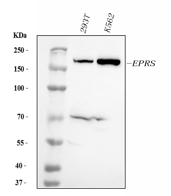 1 - Anti-EPRS1/PARS Antibody Picoband™ (monoclonal, 12B5B3) ABO15114
