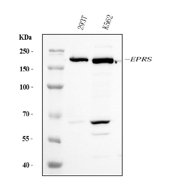 1 - Anti-EPRS1/PARS Antibody Picoband™ (monoclonal, 8G9C7) ABO15115