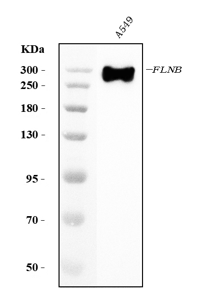 1 - Anti-Filamin B/FLNB Antibody Picoband™ (monoclonal, 11E2D2) ABO15118