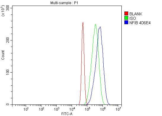 1 - Anti-NFIB/NF1B2 Antibody Picoband™ (monoclonal, 4D6E4) ABO15119