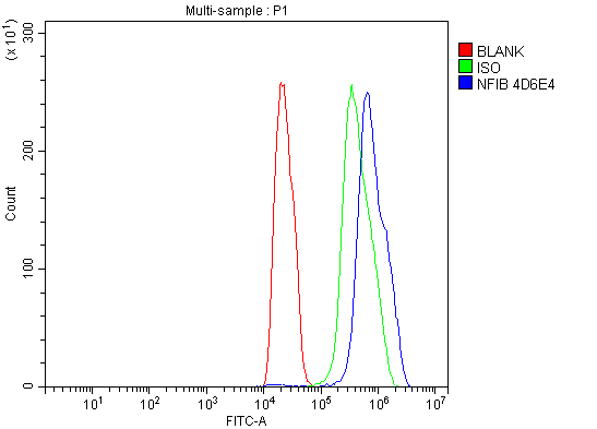 1 - Anti-NFIB/NF1B2 Antibody Picoband™ (monoclonal, 4D6E4) ABO15119