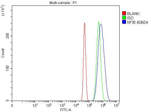 1 - Anti-NFIB/NF1B2 Antibody Picoband™ (monoclonal, 4D6E4) ABO15119