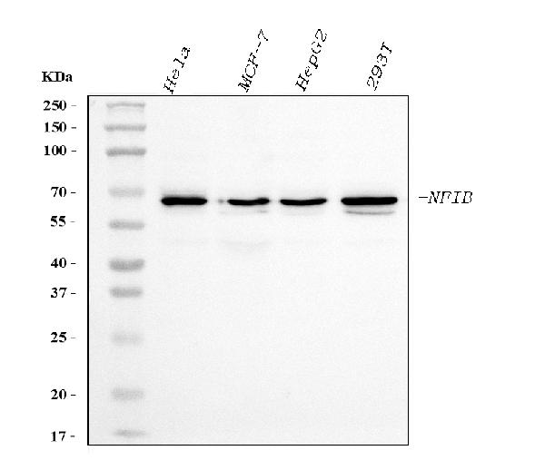 1 - Anti-NFIB/NF1B2 Antibody Picoband™ (monoclonal, 4D6E4) ABO15119