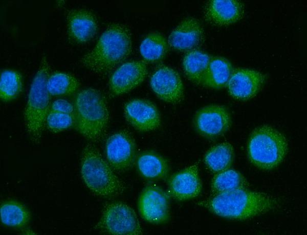 3 - Anti-FACL4/ACSL4 Antibody Picoband™ (monoclonal, 4I7) ABO15120