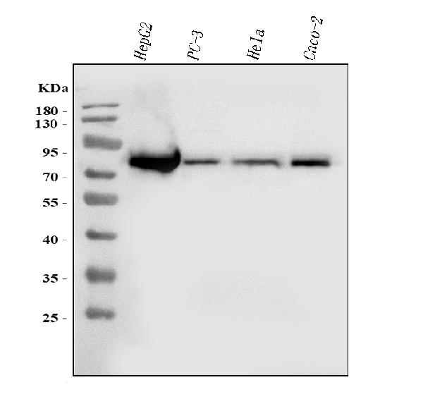 1 - Anti-FACL4/ACSL4 Antibody Picoband™ (monoclonal, 4I7) ABO15120