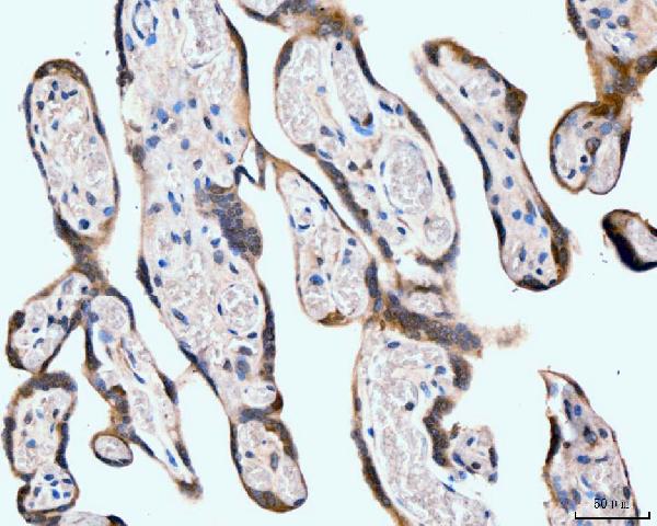 2 - Anti-Neurofibromin/NF1 Antibody Picoband™ (monoclonal, 4C6F10) ABO15121
