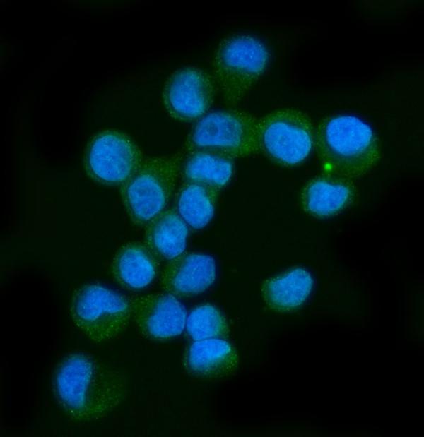 3 - Anti-Neurofibromin/NF1 Antibody Picoband™ (monoclonal, 4F8B7) ABO15122