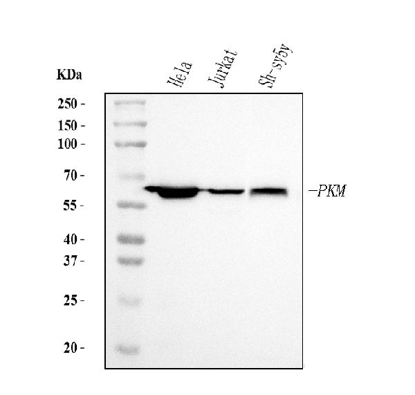 1 - Anti-PKM2 Antibody Picoband™ (monoclonal, 11I4C3) ABO15123