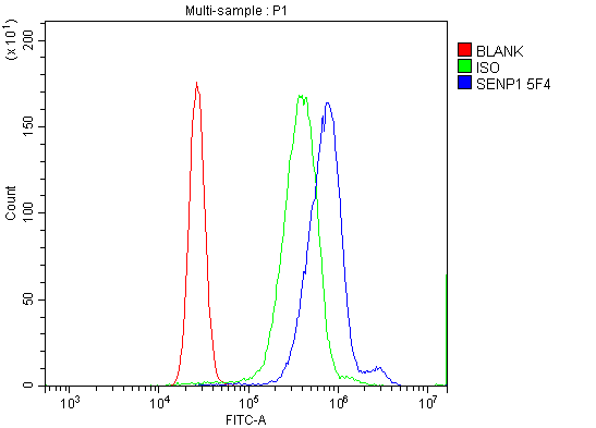 1 - Anti-SENP1 Antibody Picoband™ (monoclonal, 5F4) ABO15124