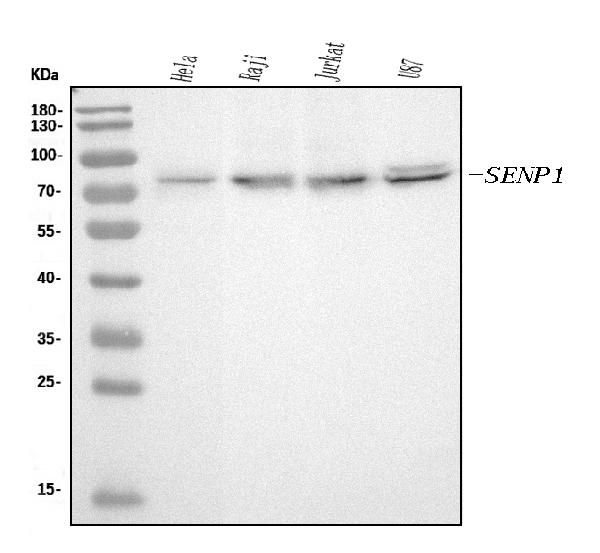 1 - Anti-SENP1 Antibody Picoband™ (monoclonal, 5F4) ABO15124