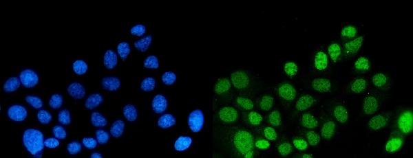 3 - Anti-DYNLL1/PIN Antibody Picoband™ (monoclonal, 6G2H1) ABO15125