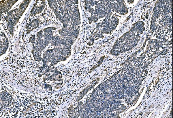 2 - Anti-DYNLL1/PIN Antibody Picoband™ (monoclonal, 6G2H1) ABO15125