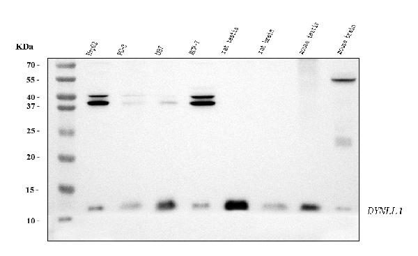 1 - Anti-DYNLL1/PIN Antibody Picoband™ (monoclonal, 6G2H1) ABO15125