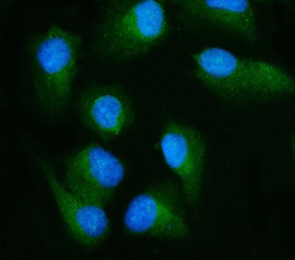 3 - Anti-RALBP1 Antibody Picoband™ (monoclonal, 2F9D3) ABO15126