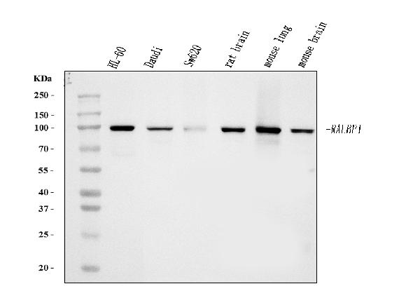1 - Anti-RALBP1 Antibody Picoband™ (monoclonal, 2F9D3) ABO15126