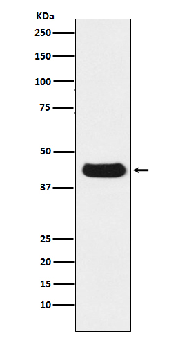 1 - Anti-V5-tag Mouse Monoclonal Antibody ABO15134