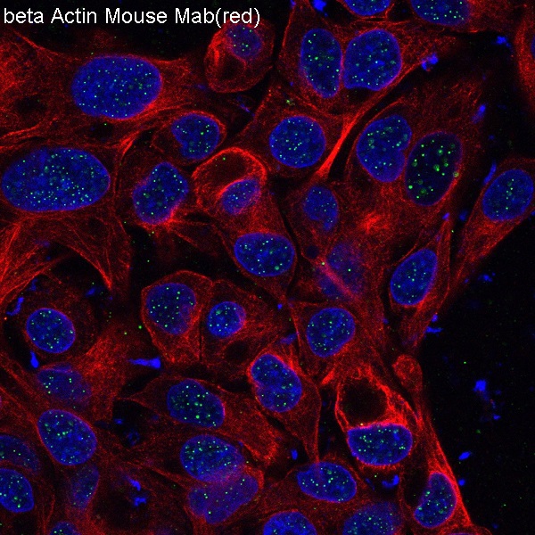3 - Anti-beta Actin Mouse Monoclonal Antibody ABO15135